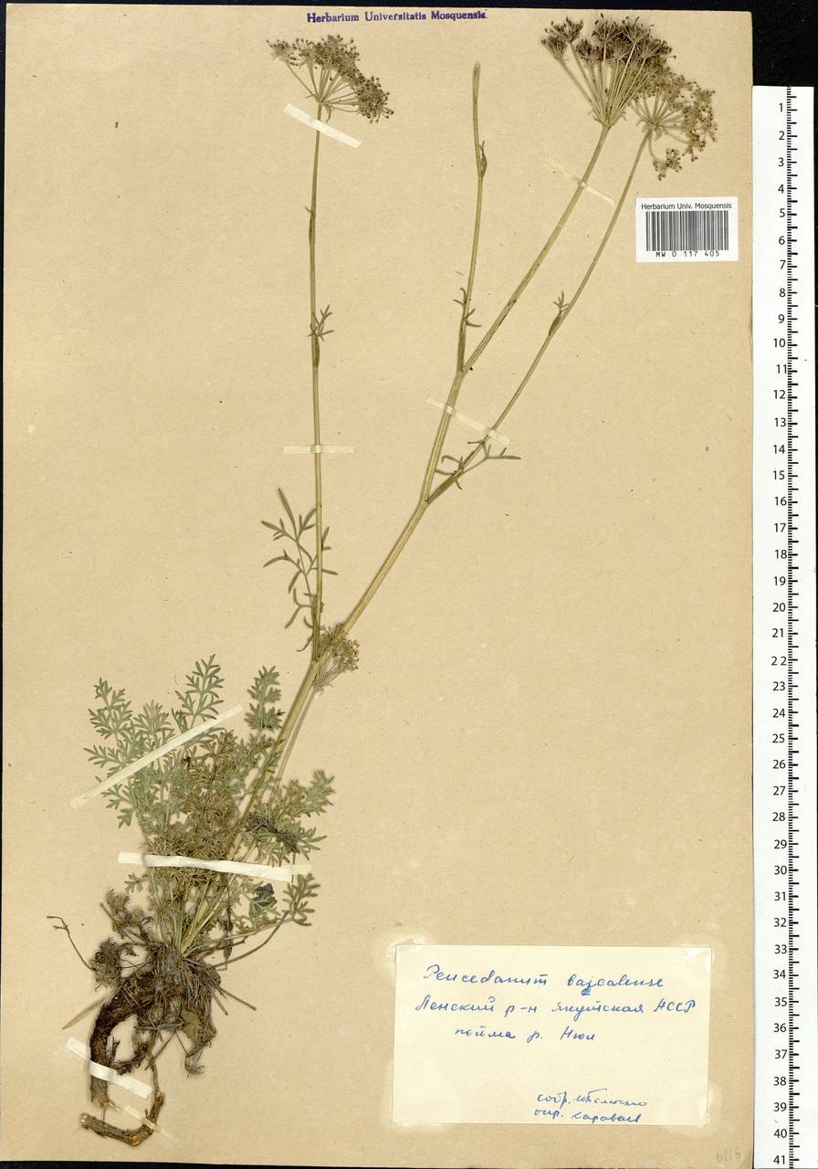 Kitagawia baicalensis (Redowsky ex Willd.) Pimenov, Siberia, Yakutia (S5) (Russia)