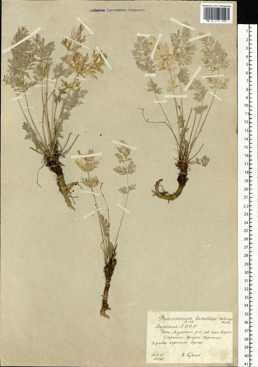 Kitagawia baicalensis (Redowsky ex Willd.) Pimenov, Siberia, Yakutia (S5) (Russia)