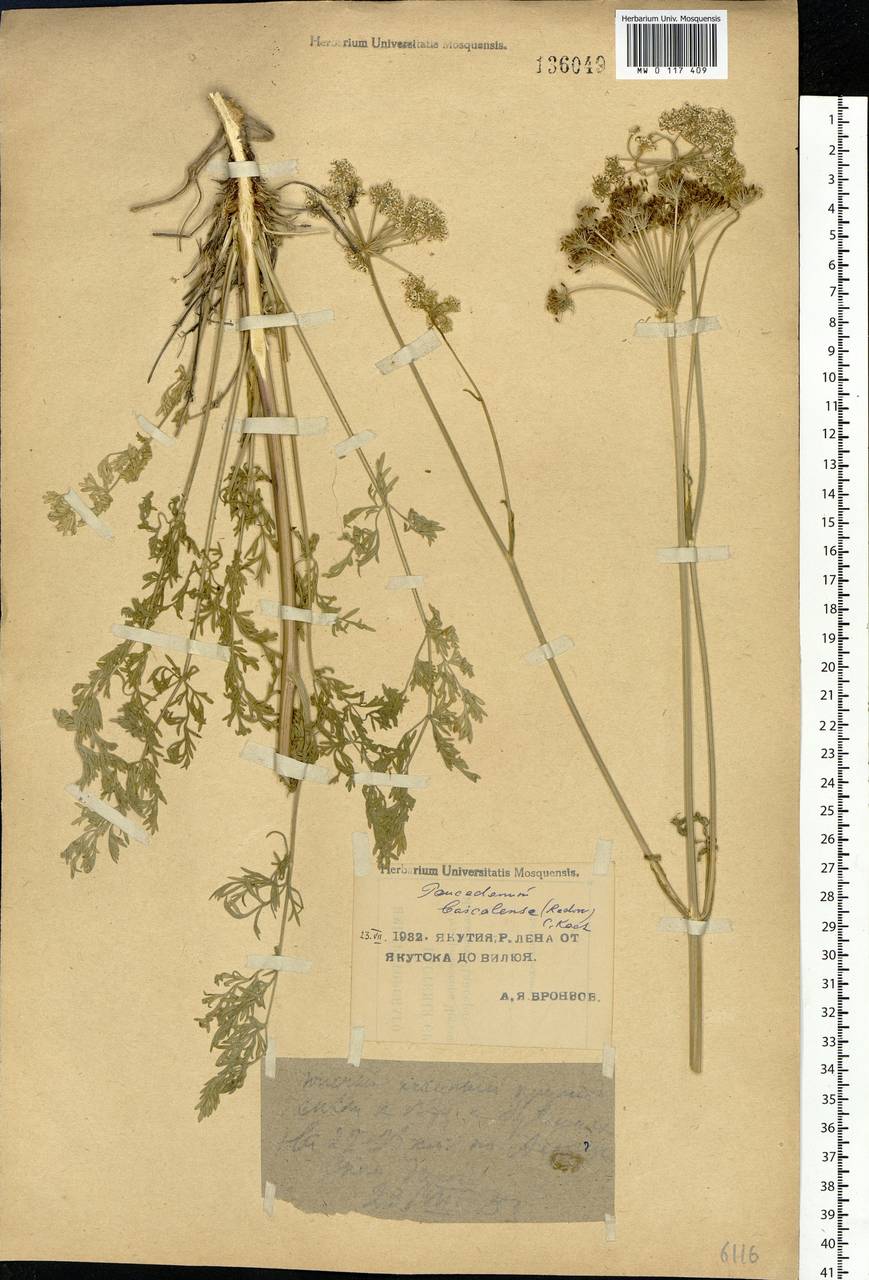 Kitagawia baicalensis (Redowsky ex Willd.) Pimenov, Siberia, Yakutia (S5) (Russia)