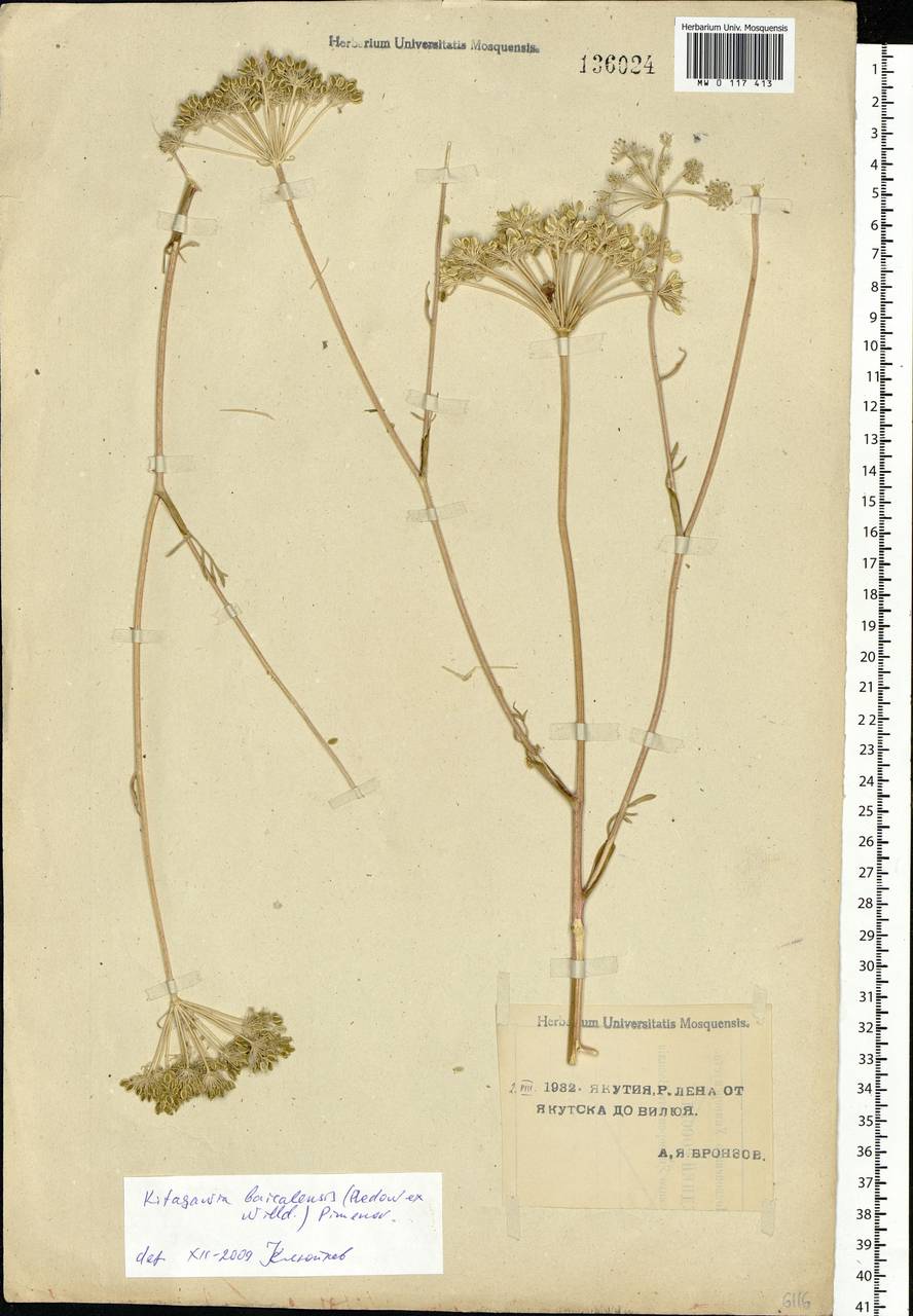 Kitagawia baicalensis (Redowsky ex Willd.) Pimenov, Siberia, Yakutia (S5) (Russia)