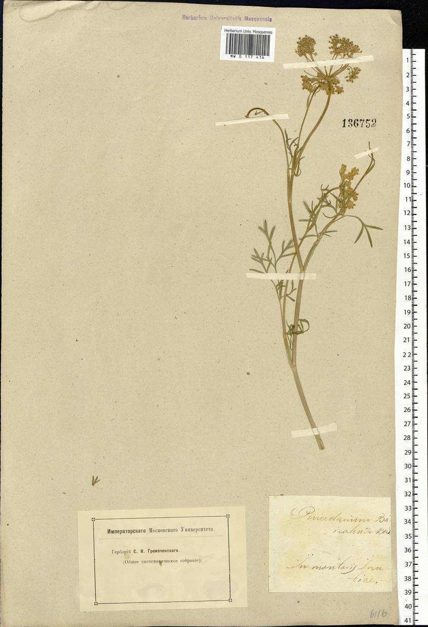 Kitagawia baicalensis (Redowsky ex Willd.) Pimenov, Siberia, Baikal & Transbaikal region (S4) (Russia)