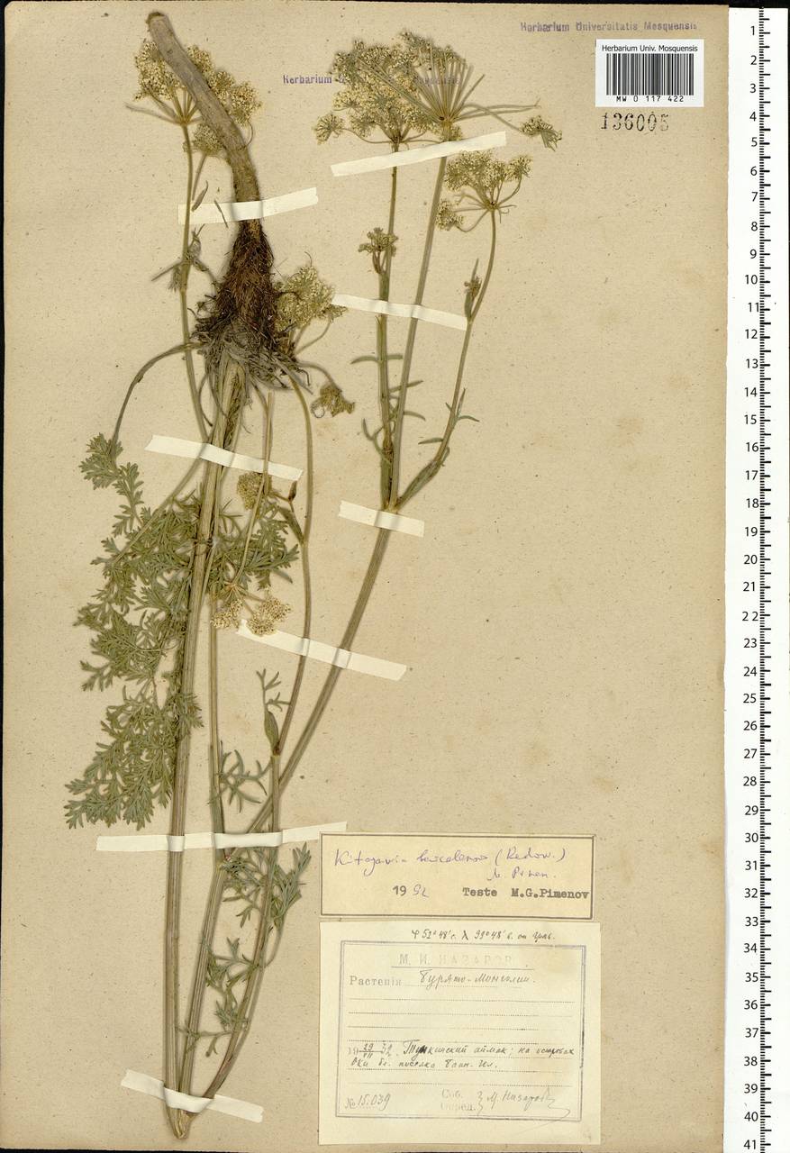 Kitagawia baicalensis (Redowsky ex Willd.) Pimenov, Siberia, Baikal & Transbaikal region (S4) (Russia)