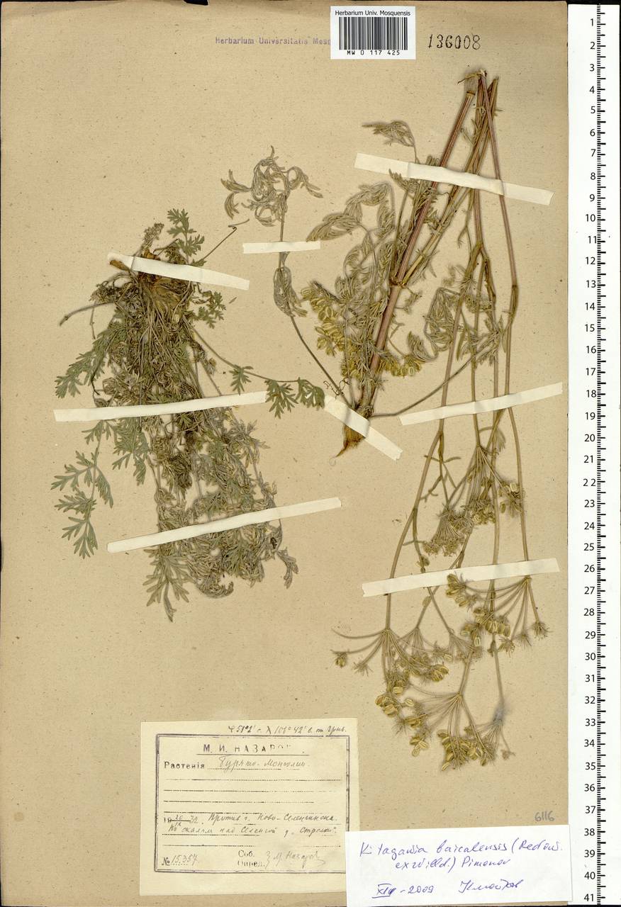 Kitagawia baicalensis (Redowsky ex Willd.) Pimenov, Siberia, Baikal & Transbaikal region (S4) (Russia)