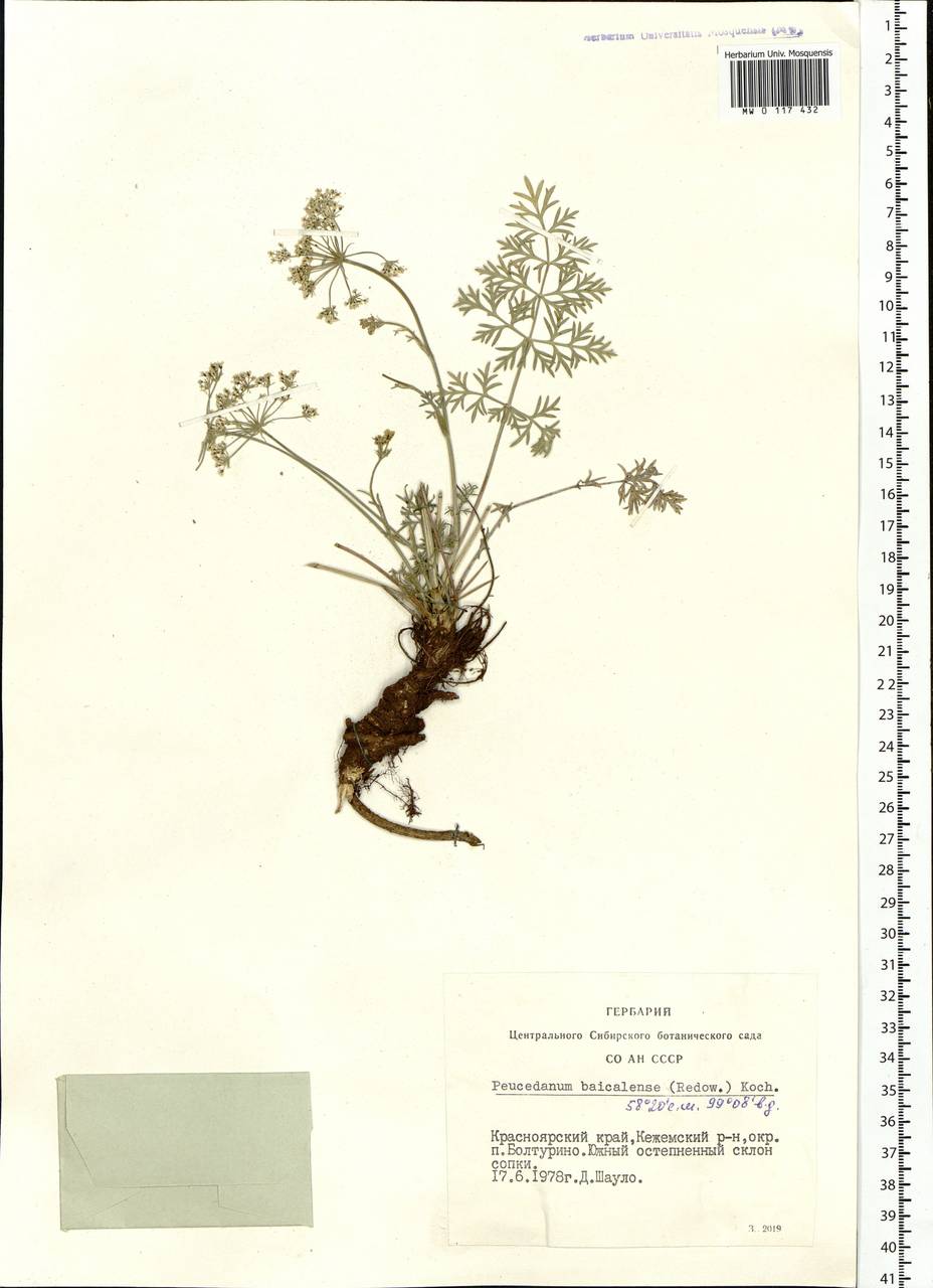 Kitagawia baicalensis (Redowsky ex Willd.) Pimenov, Siberia, Central Siberia (S3) (Russia)