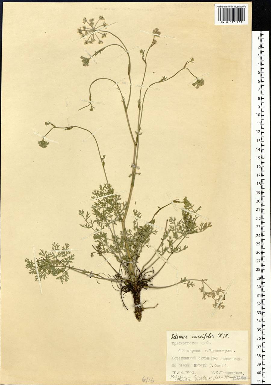 Kitagawia baicalensis (Redowsky ex Willd.) Pimenov, Siberia, Central Siberia (S3) (Russia)