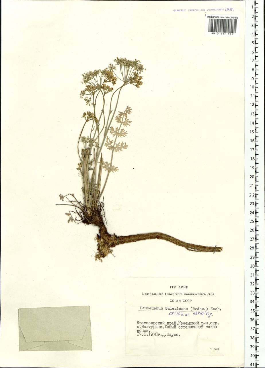Kitagawia baicalensis (Redowsky ex Willd.) Pimenov, Siberia, Central Siberia (S3) (Russia)