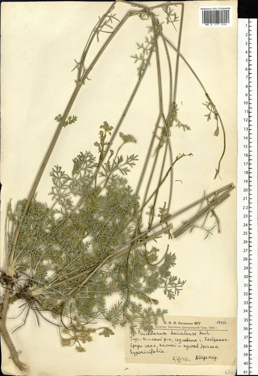 Kitagawia baicalensis (Redowsky ex Willd.) Pimenov, Siberia, Altai & Sayany Mountains (S2) (Russia)