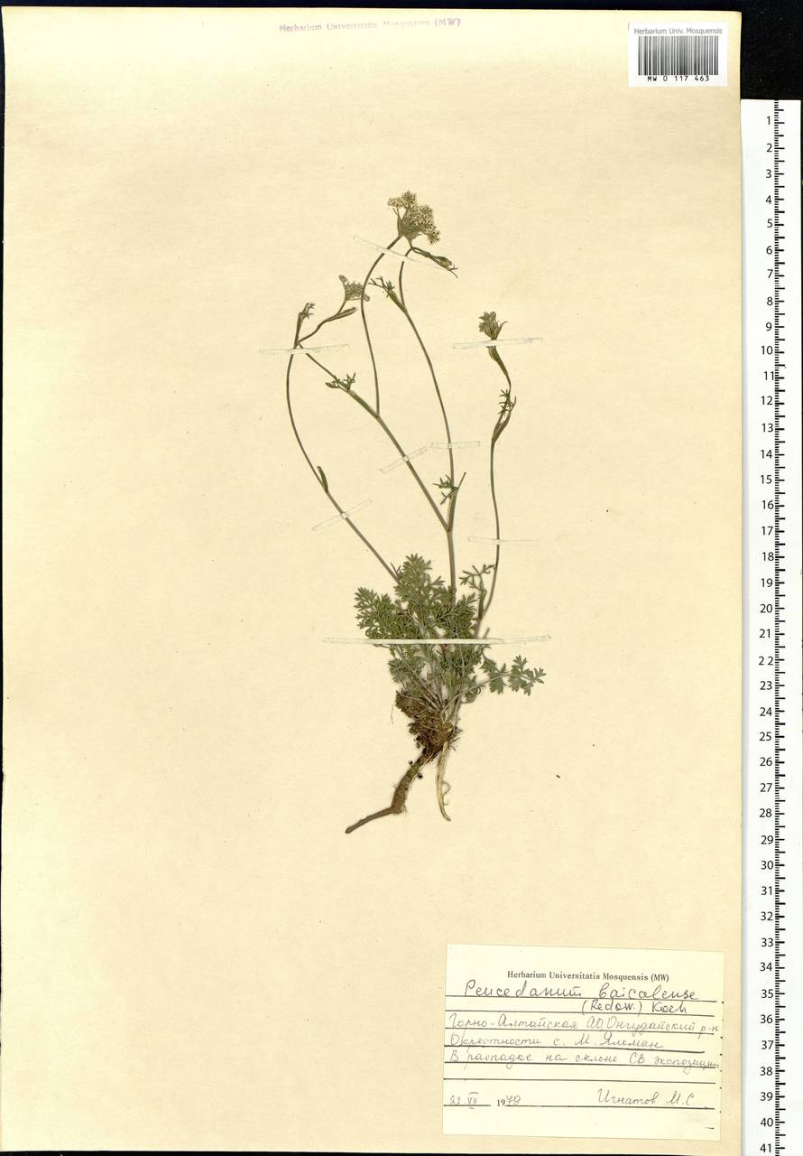 Kitagawia baicalensis (Redowsky ex Willd.) Pimenov, Siberia, Altai & Sayany Mountains (S2) (Russia)