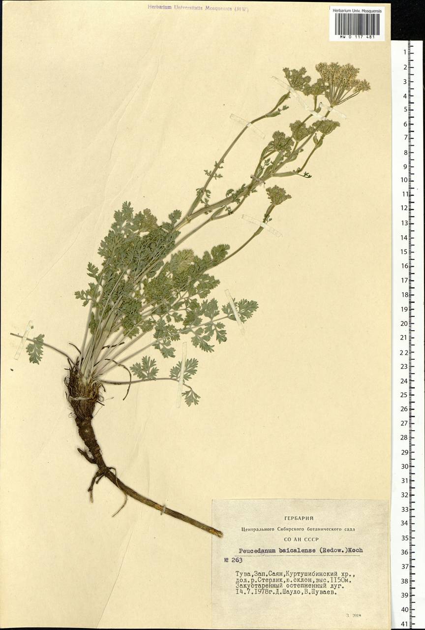 Kitagawia baicalensis (Redowsky ex Willd.) Pimenov, Siberia, Altai & Sayany Mountains (S2) (Russia)