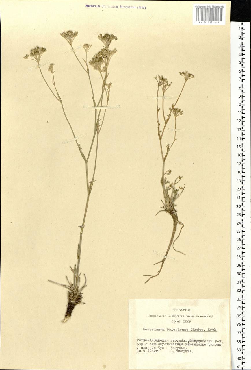 Kitagawia baicalensis (Redowsky ex Willd.) Pimenov, Siberia, Altai & Sayany Mountains (S2) (Russia)