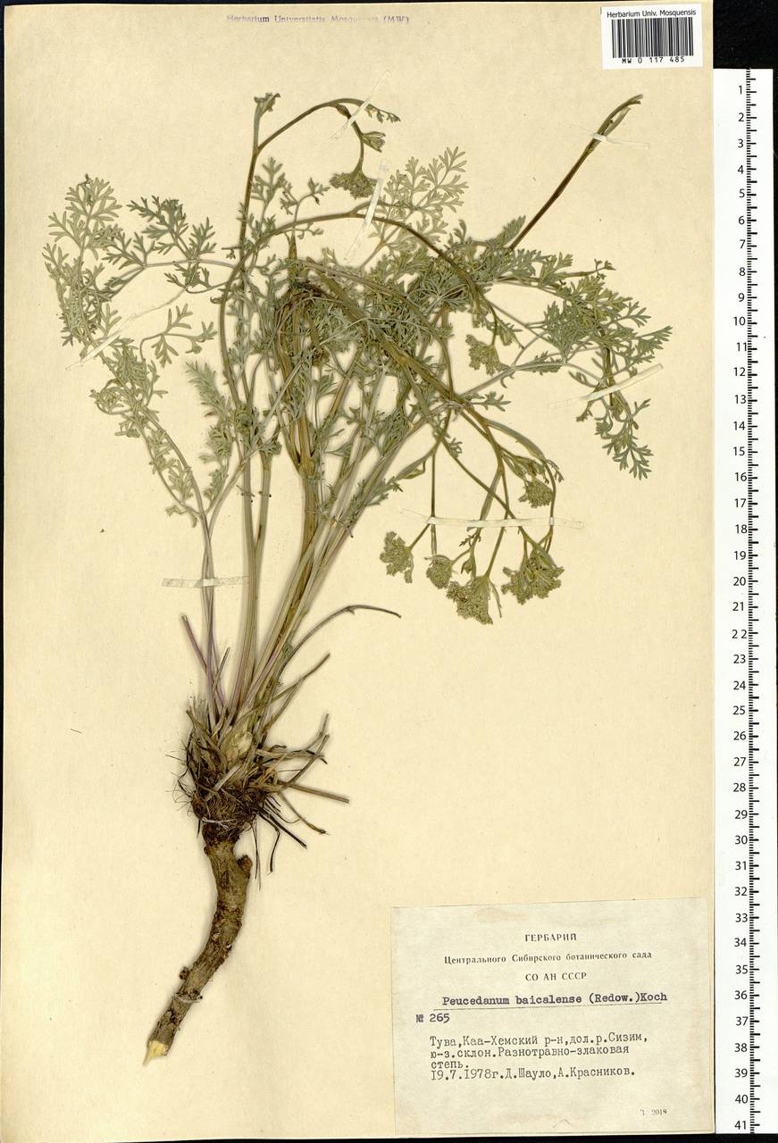 Kitagawia baicalensis (Redowsky ex Willd.) Pimenov, Siberia, Altai & Sayany Mountains (S2) (Russia)