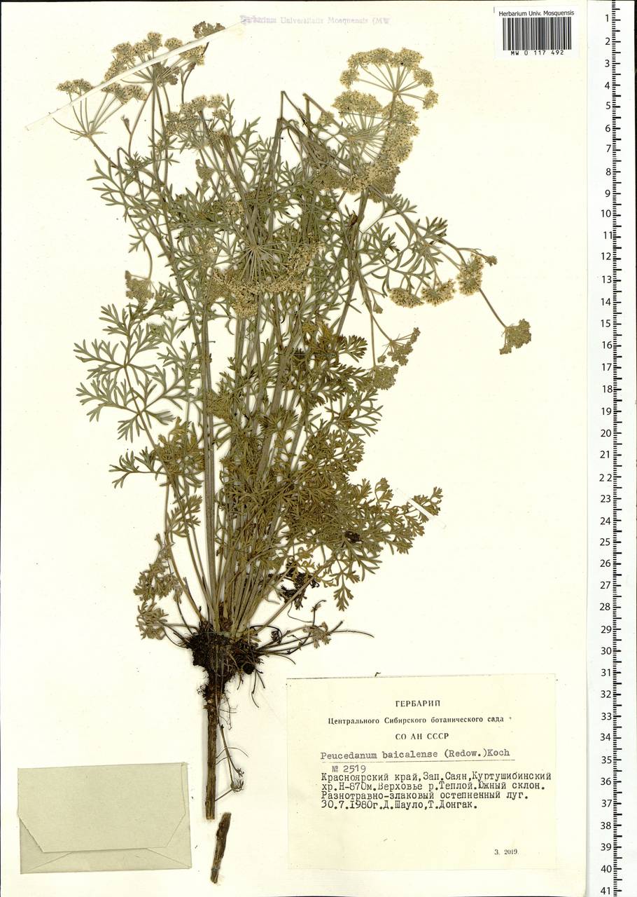 Kitagawia baicalensis (Redowsky ex Willd.) Pimenov, Siberia, Altai & Sayany Mountains (S2) (Russia)