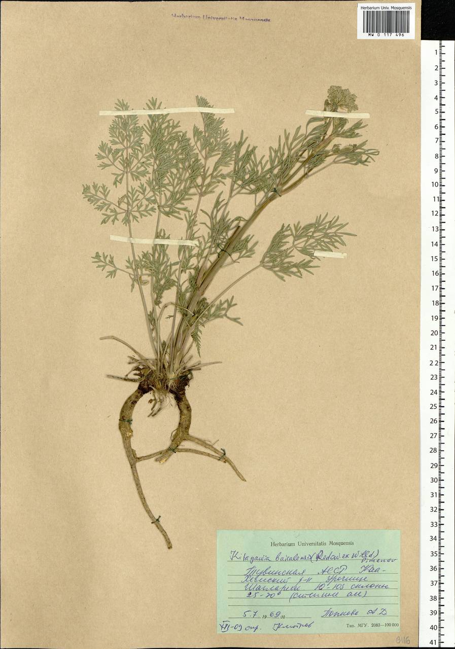 Kitagawia baicalensis (Redowsky ex Willd.) Pimenov, Siberia, Altai & Sayany Mountains (S2) (Russia)