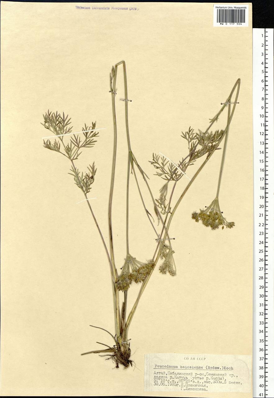 Kitagawia baicalensis (Redowsky ex Willd.) Pimenov, Siberia, Altai & Sayany Mountains (S2) (Russia)