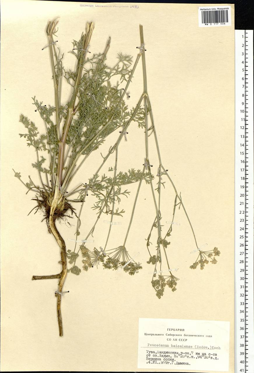 Kitagawia baicalensis (Redowsky ex Willd.) Pimenov, Siberia, Altai & Sayany Mountains (S2) (Russia)