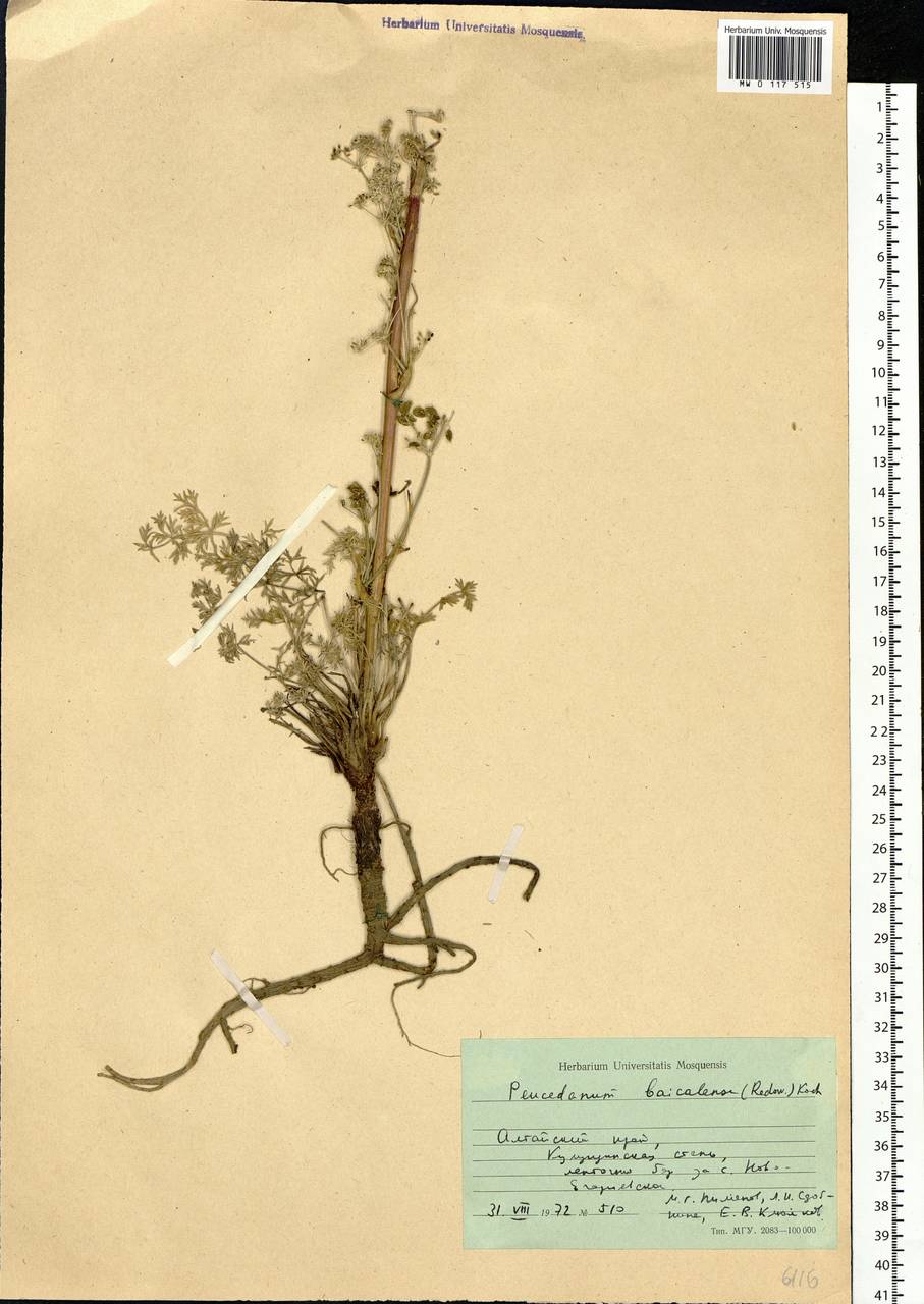 Kitagawia baicalensis (Redowsky ex Willd.) Pimenov, Siberia, Altai & Sayany Mountains (S2) (Russia)