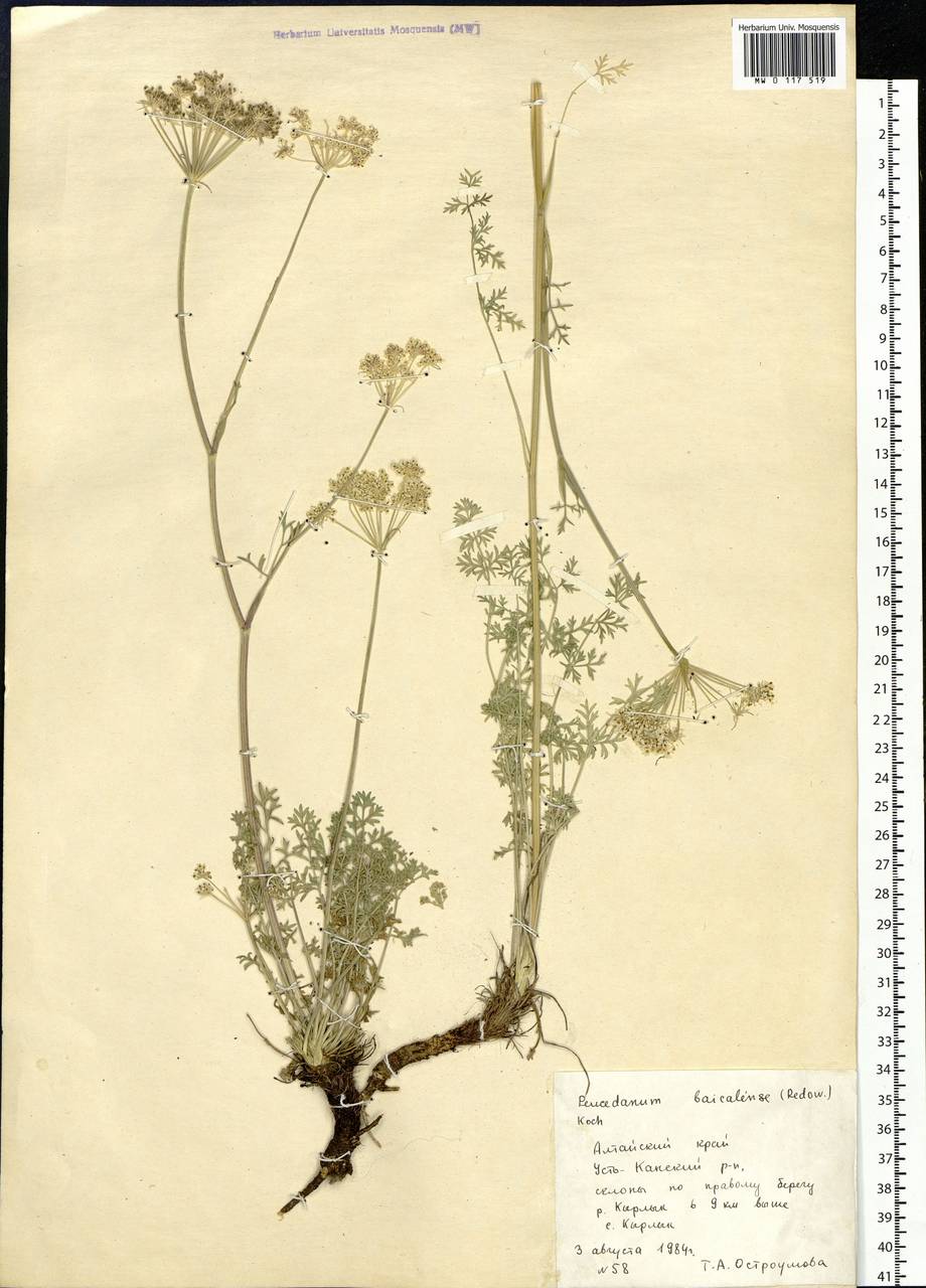 Kitagawia baicalensis (Redowsky ex Willd.) Pimenov, Siberia, Altai & Sayany Mountains (S2) (Russia)