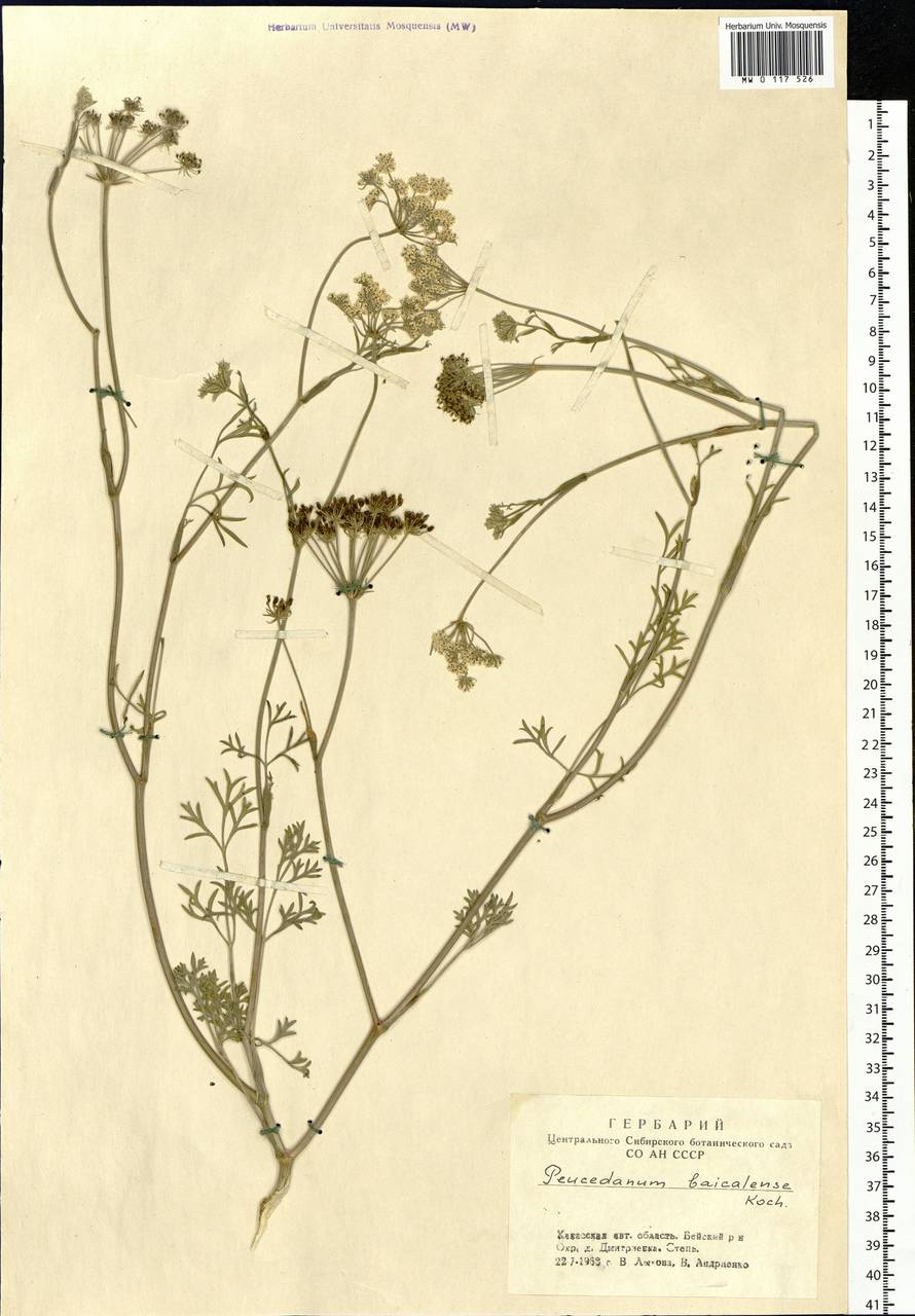 Kitagawia baicalensis (Redowsky ex Willd.) Pimenov, Siberia, Altai & Sayany Mountains (S2) (Russia)