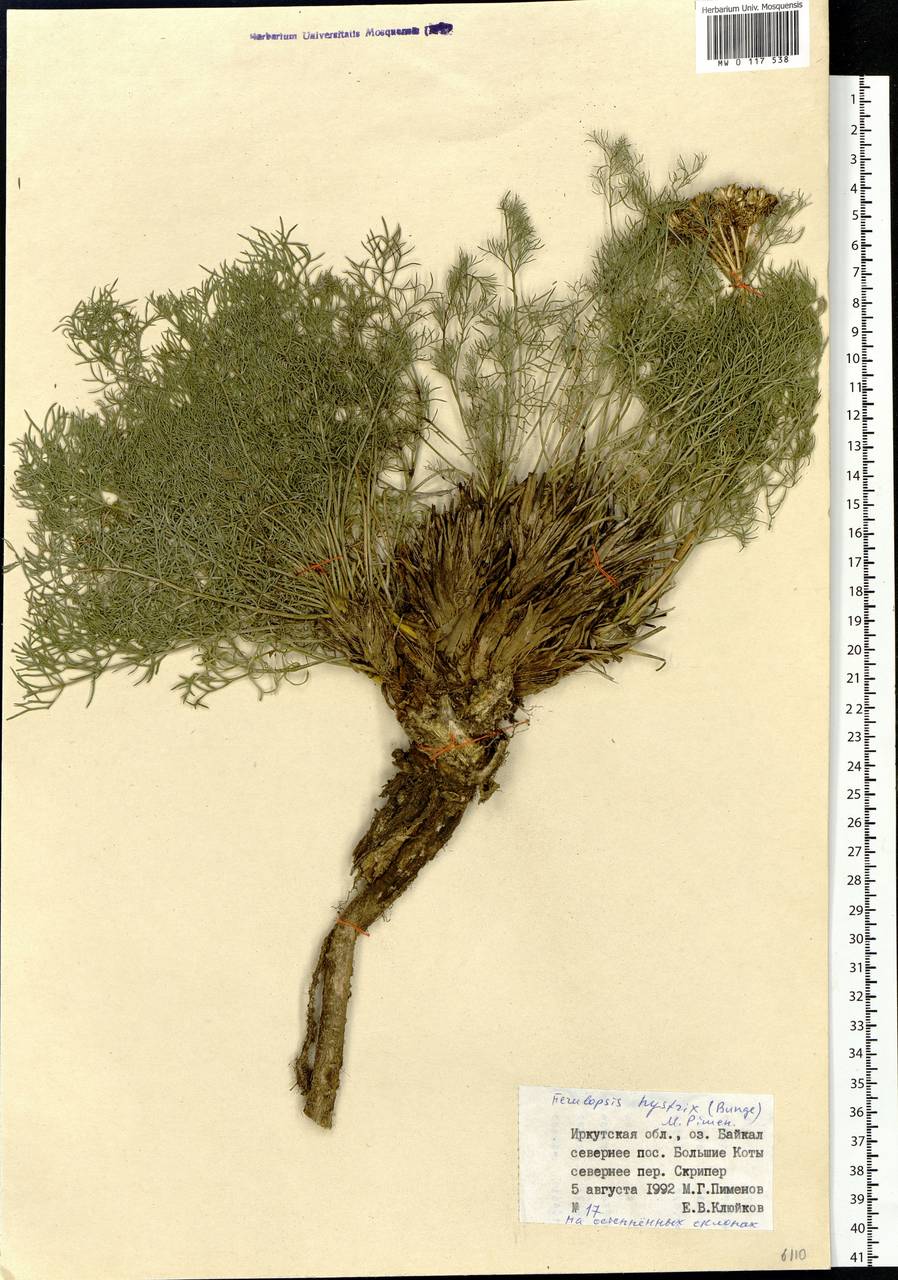 Ferulopsis hystrix (Bunge ex Ledeb.) Pimenov, Siberia, Baikal & Transbaikal region (S4) (Russia)