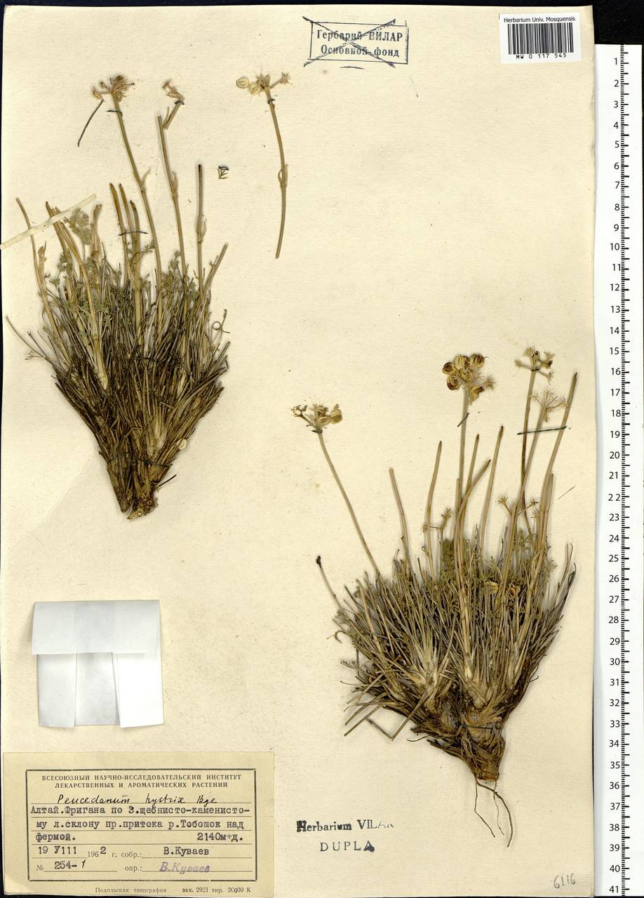 Ferulopsis hystrix (Bunge ex Ledeb.) Pimenov, Siberia, Altai & Sayany Mountains (S2) (Russia)