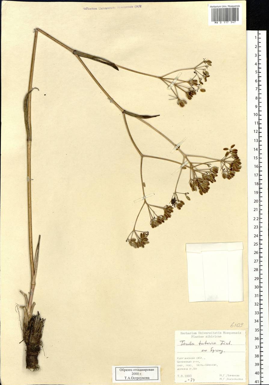 Ferula tatarica Fisch. ex Spreng., Siberia, Western Siberia (S1) (Russia)