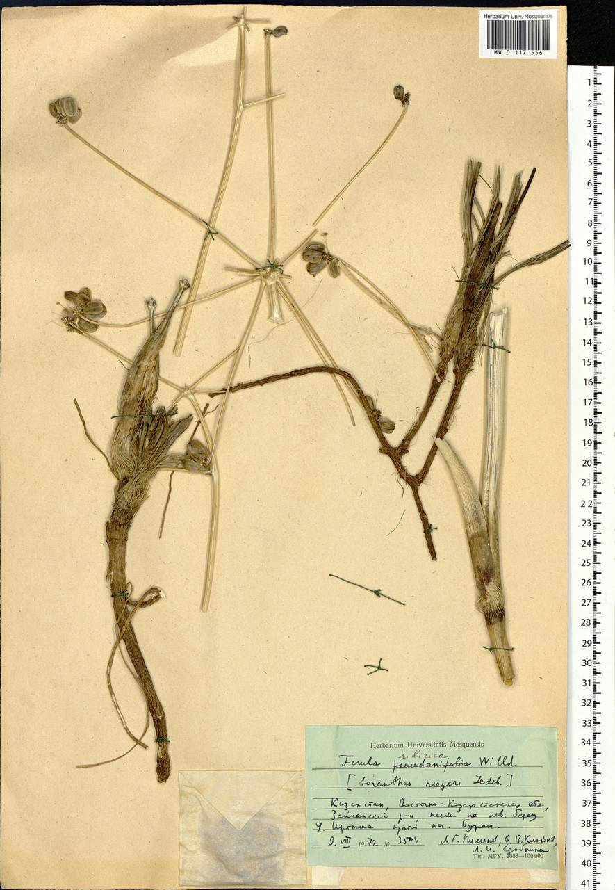 Ferula sibirica Willd., Middle Asia, Muyunkumy, Balkhash & Betpak-Dala (M9) (Kazakhstan)