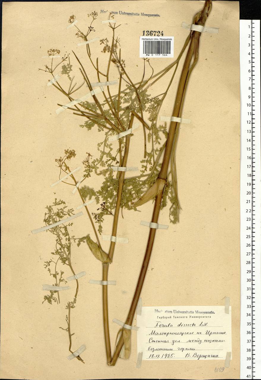 Ferula dissecta (Ledeb.) Ledeb., Siberia, Western (Kazakhstan) Altai Mountains (S2a) (Kazakhstan)