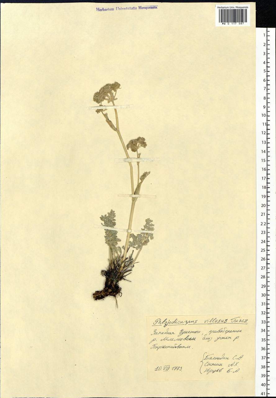 Phlojodicarpus villosus (Turcz. ex Fisch. & C.A.Mey.) Turcz. ex Ledeb., Siberia, Chukotka & Kamchatka (S7) (Russia)