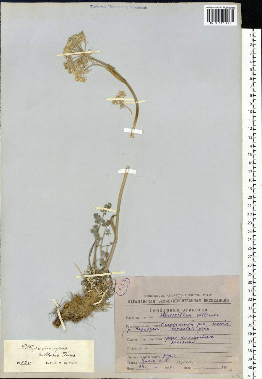 Phlojodicarpus villosus (Turcz. ex Fisch. & C.A.Mey.) Turcz. ex Ledeb., Siberia, Chukotka & Kamchatka (S7) (Russia)