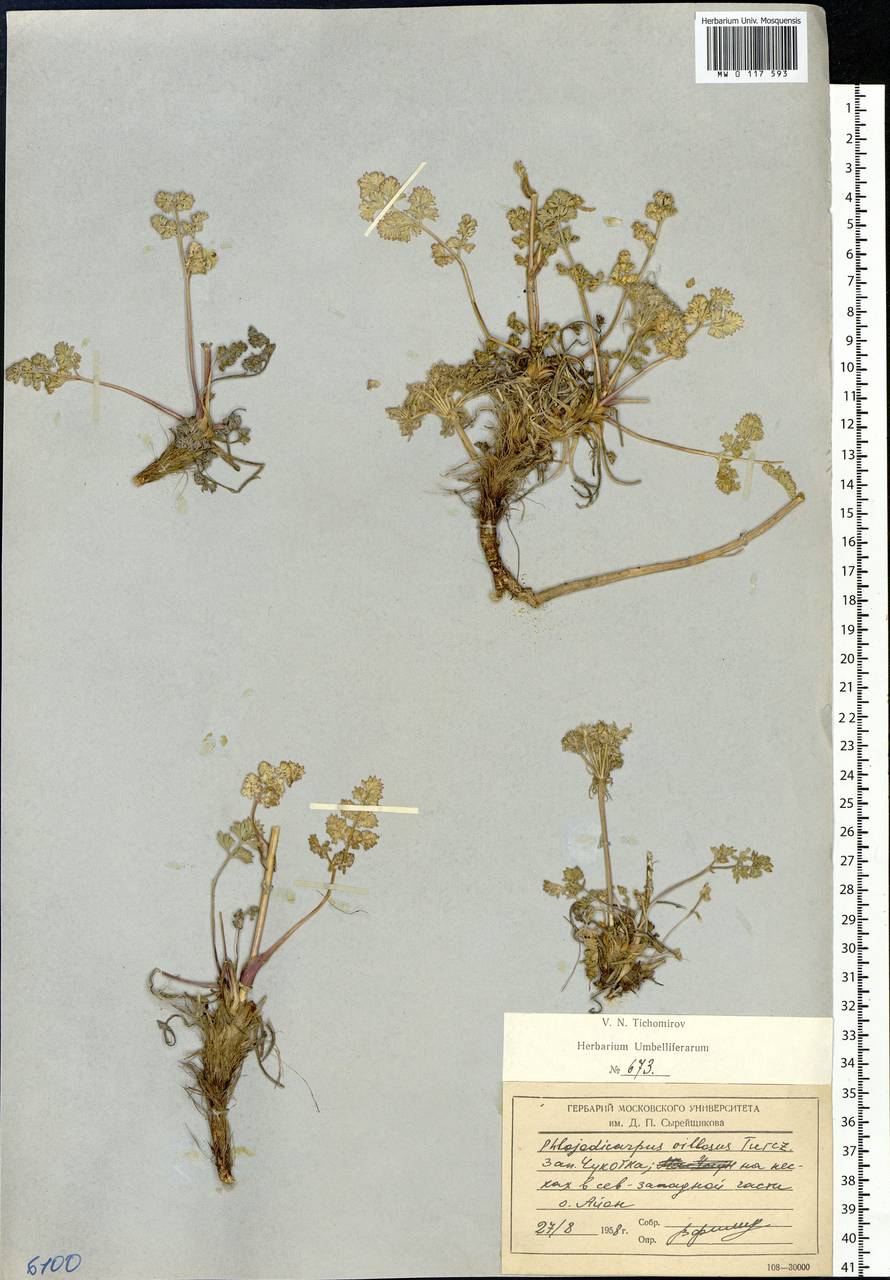 Phlojodicarpus villosus (Turcz. ex Fisch. & C.A.Mey.) Turcz. ex Ledeb., Siberia, Chukotka & Kamchatka (S7) (Russia)
