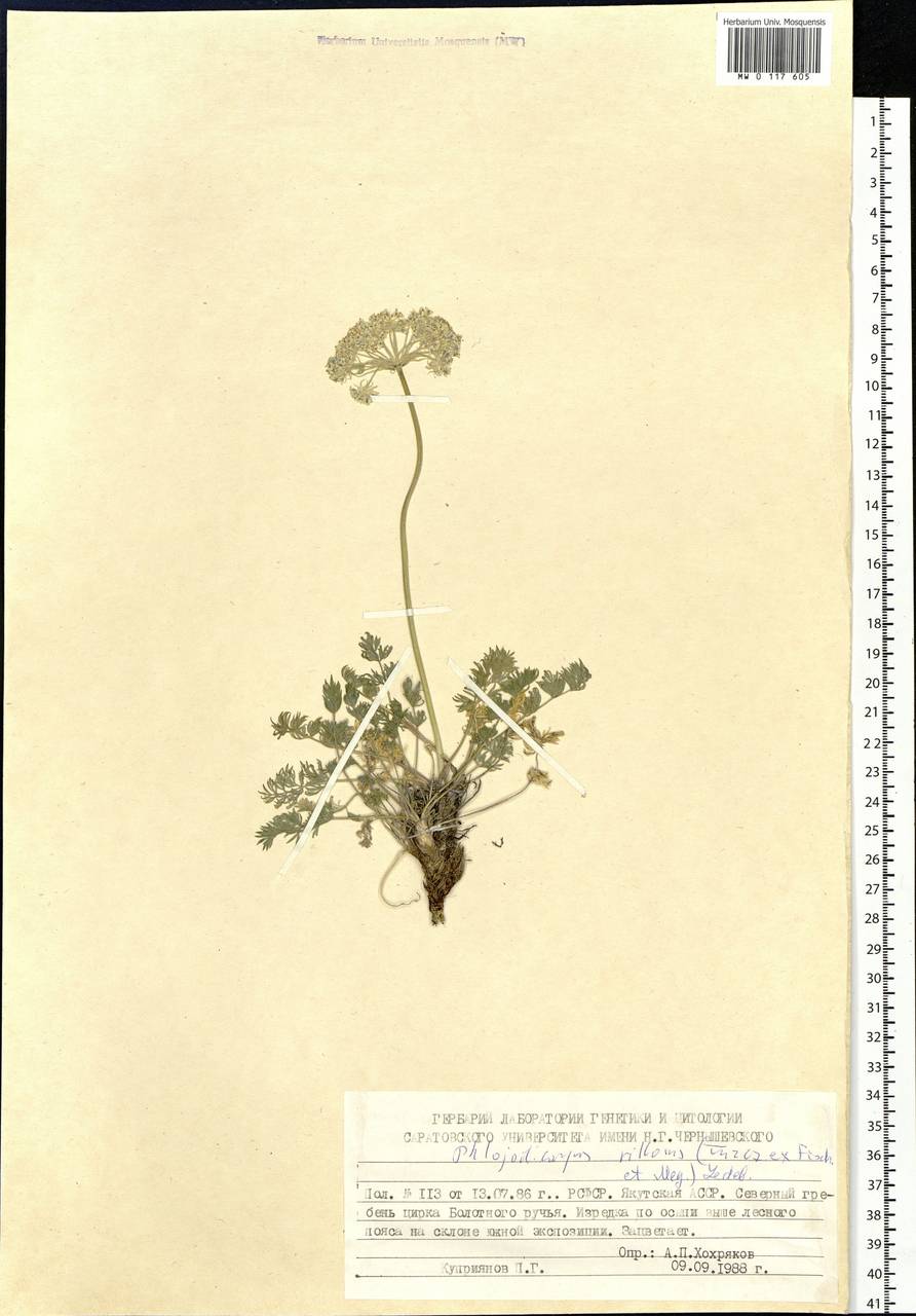 Phlojodicarpus villosus (Turcz. ex Fisch. & C. A. Mey.) Turcz. ex Ledeb., Siberia, Yakutia (S5) (Russia)