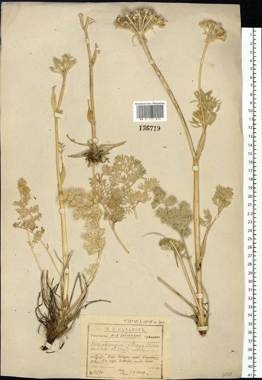 MW0117612, Phlojodicarpus villosus (Вздутоплодник волосистый), specimen Phlojodicarpus villosus (Turcz. ex Fisch. & C. A. Mey.) Turcz. ex Ledeb., Siberia, Baikal & Transbaikal region (S4) (Russia)