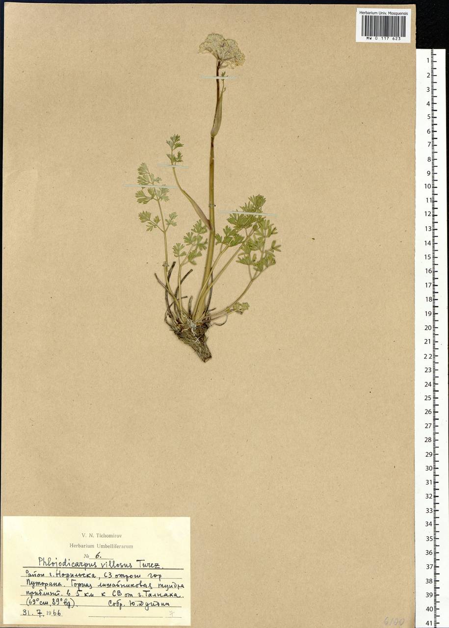 Phlojodicarpus villosus (Turcz. ex Fisch. & C. A. Mey.) Turcz. ex Ledeb., Siberia, Central Siberia (S3) (Russia)
