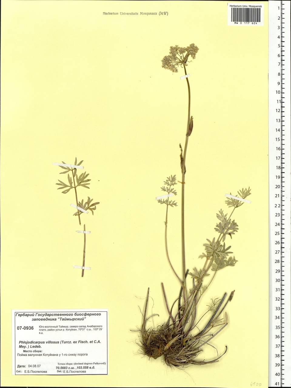 Phlojodicarpus villosus (Turcz. ex Fisch. & C. A. Mey.) Turcz. ex Ledeb., Siberia, Central Siberia (S3) (Russia)