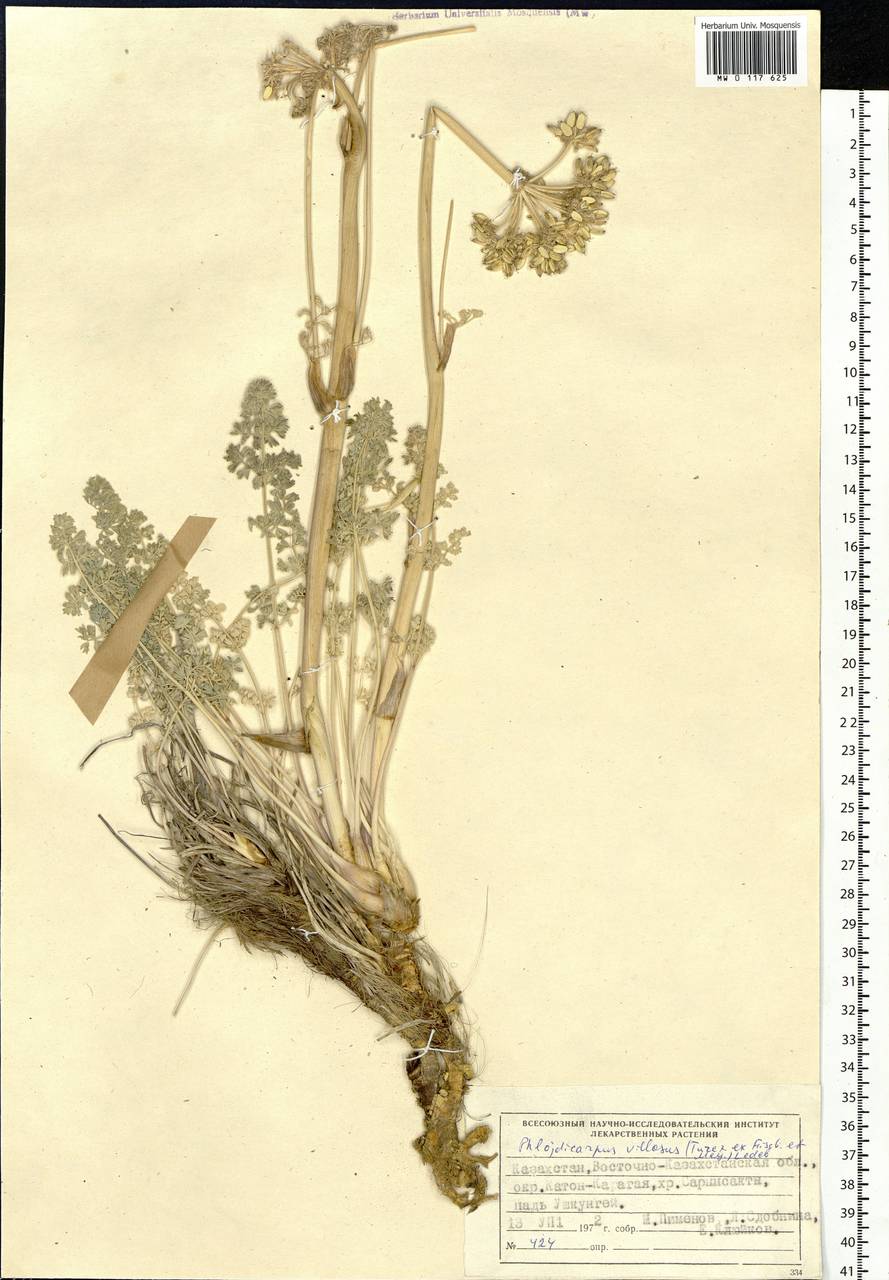 Phlojodicarpus villosus (Turcz. ex Fisch. & C. A. Mey.) Turcz. ex Ledeb., Siberia, Western (Kazakhstan) Altai Mountains (S2a) (Kazakhstan)