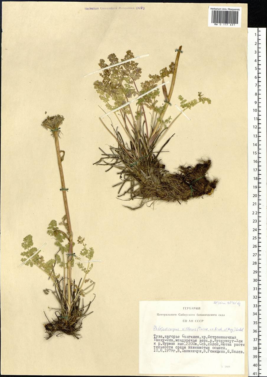 Phlojodicarpus villosus (Turcz. ex Fisch. & C. A. Mey.) Turcz. ex Ledeb., Siberia, Altai & Sayany Mountains (S2) (Russia)