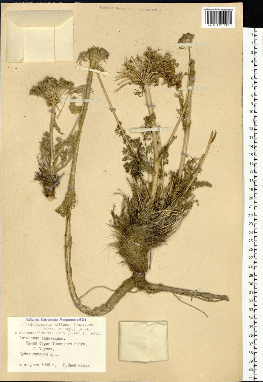 Phlojodicarpus villosus (Turcz. ex Fisch. & C.A.Mey.) Turcz. ex Ledeb., Siberia, Altai & Sayany Mountains (S2) (Russia)