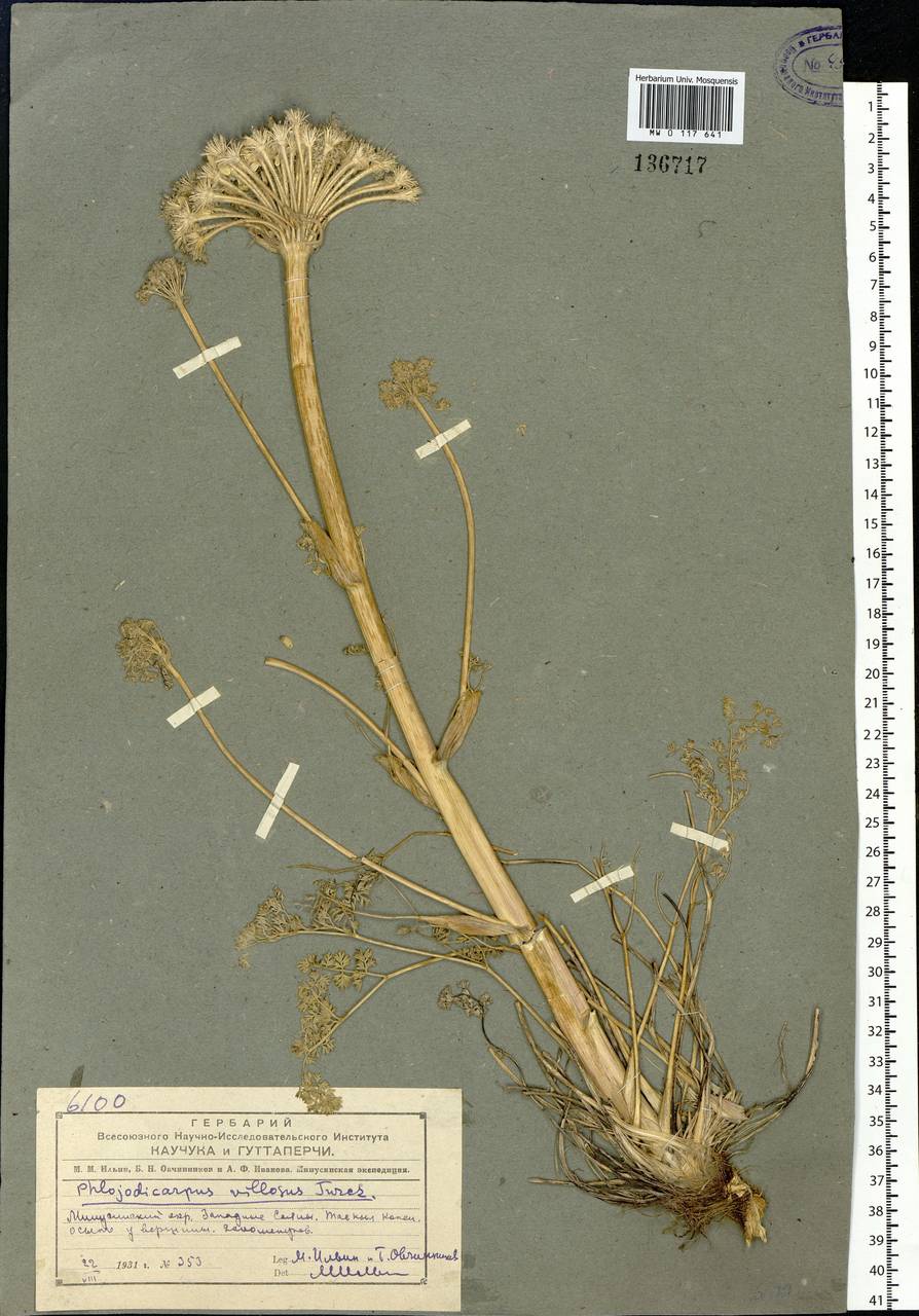 Phlojodicarpus villosus (Turcz. ex Fisch. & C.A.Mey.) Turcz. ex Ledeb., Siberia, Altai & Sayany Mountains (S2) (Russia)