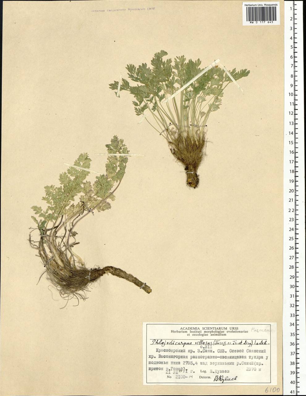 Phlojodicarpus villosus (Turcz. ex Fisch. & C. A. Mey.) Turcz. ex Ledeb., Siberia, Altai & Sayany Mountains (S2) (Russia)