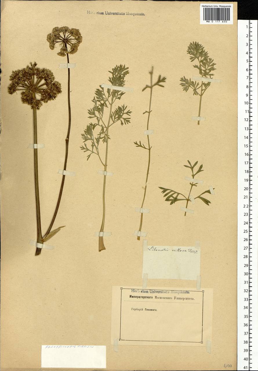 Phlojodicarpus villosus (Turcz. ex Fisch. & C. A. Mey.) Turcz. ex Ledeb., Siberia (no precise locality) (S0) (Russia)