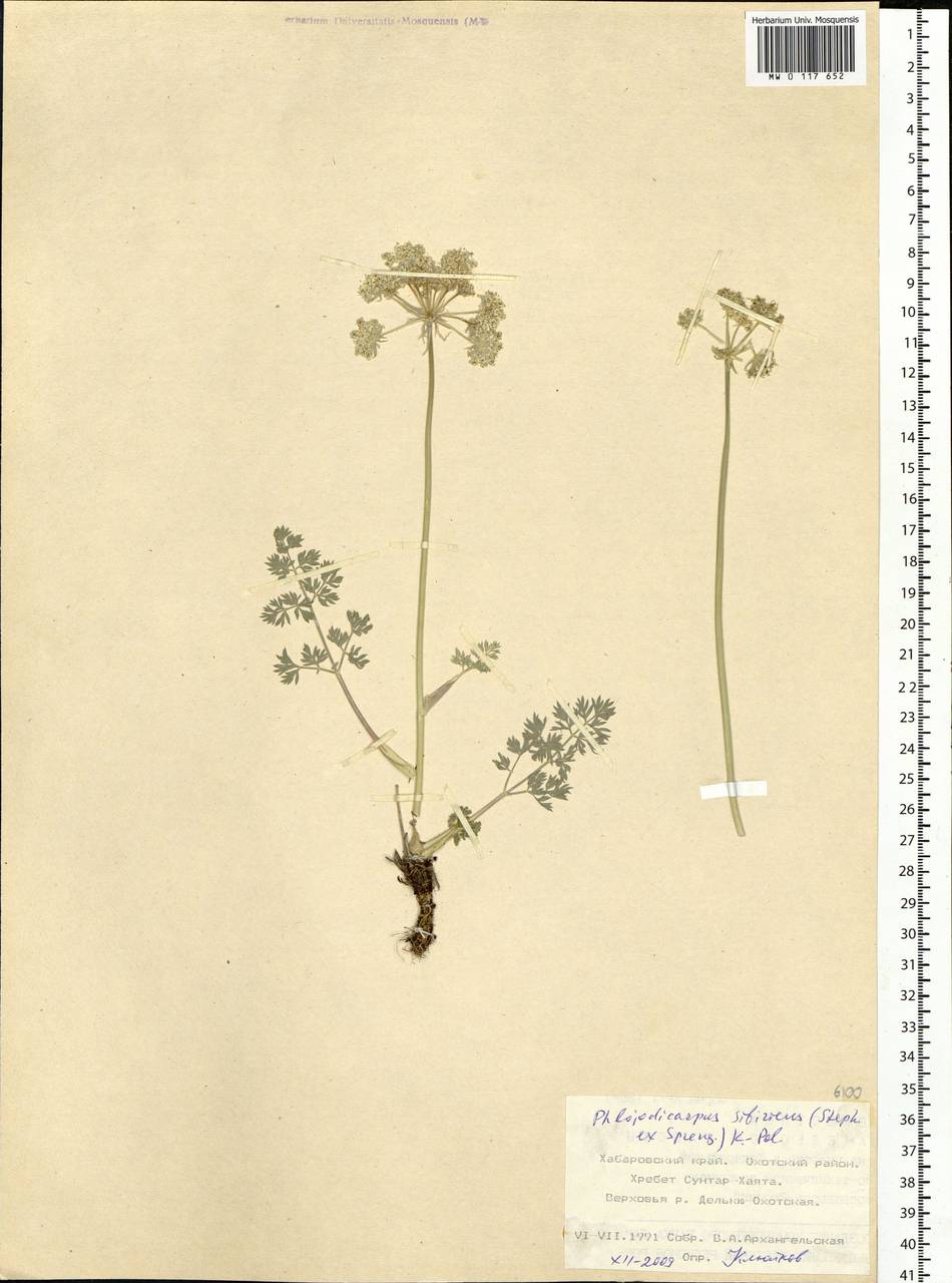 Phlojodicarpus sibiricus (Stephan ex Fisch.) Koso-Pol., Siberia, Russian Far East (S6) (Russia)