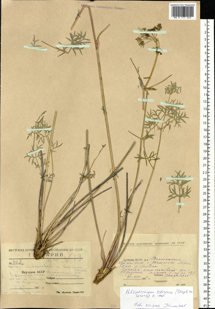 Phlojodicarpus sibiricus (Stephan ex Fisch.) Koso-Pol., Siberia, Yakutia (S5) (Russia)