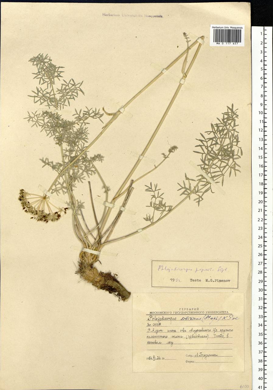 Phlojodicarpus sibiricus (Stephan ex Fisch.) Koso-Pol., Siberia, Yakutia (S5) (Russia)