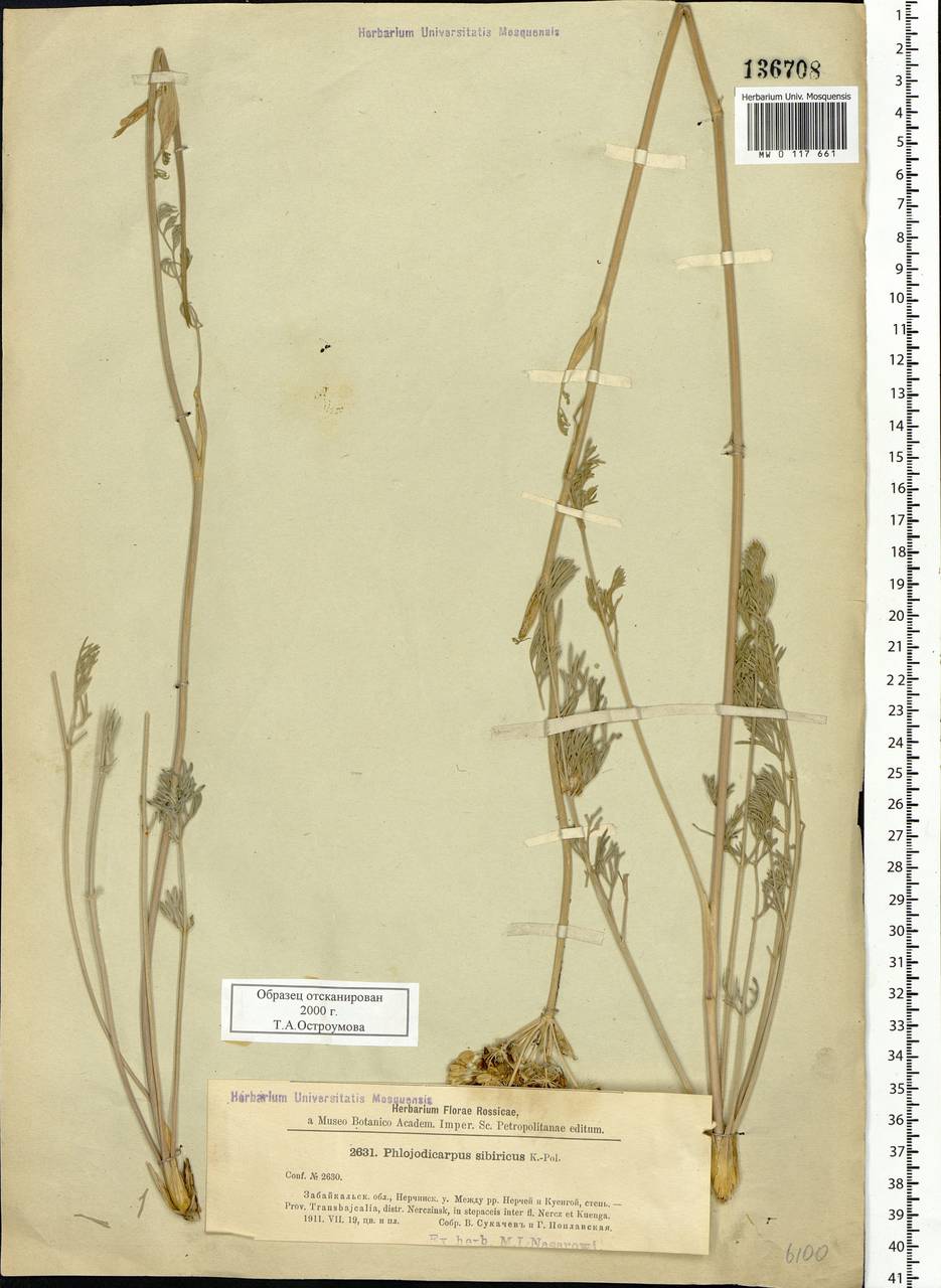 Phlojodicarpus sibiricus (Stephan ex Fisch.) Koso-Pol., Siberia, Baikal & Transbaikal region (S4) (Russia)
