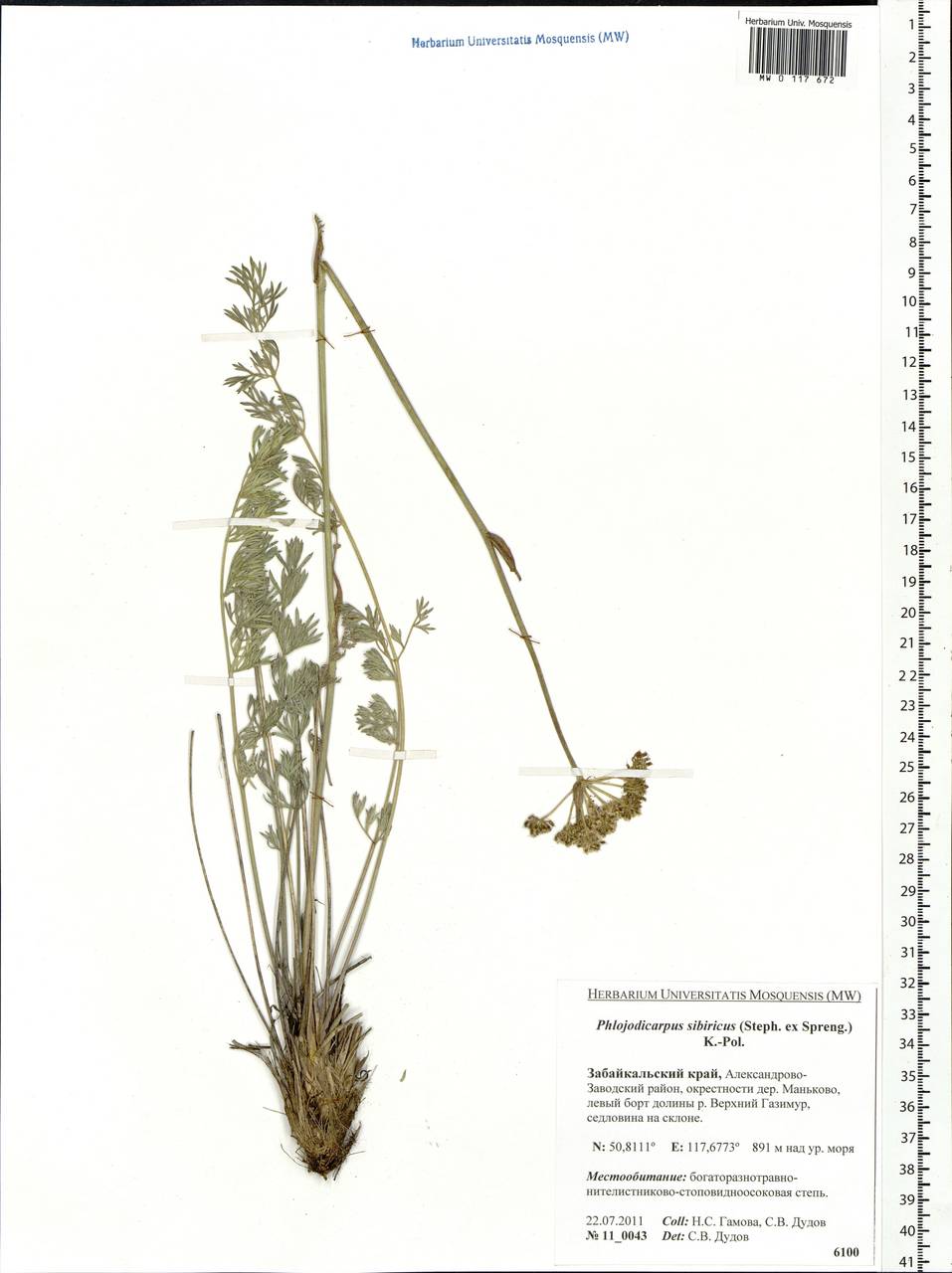 Phlojodicarpus sibiricus (Stephan ex Fisch.) Koso-Pol., Siberia, Baikal & Transbaikal region (S4) (Russia)