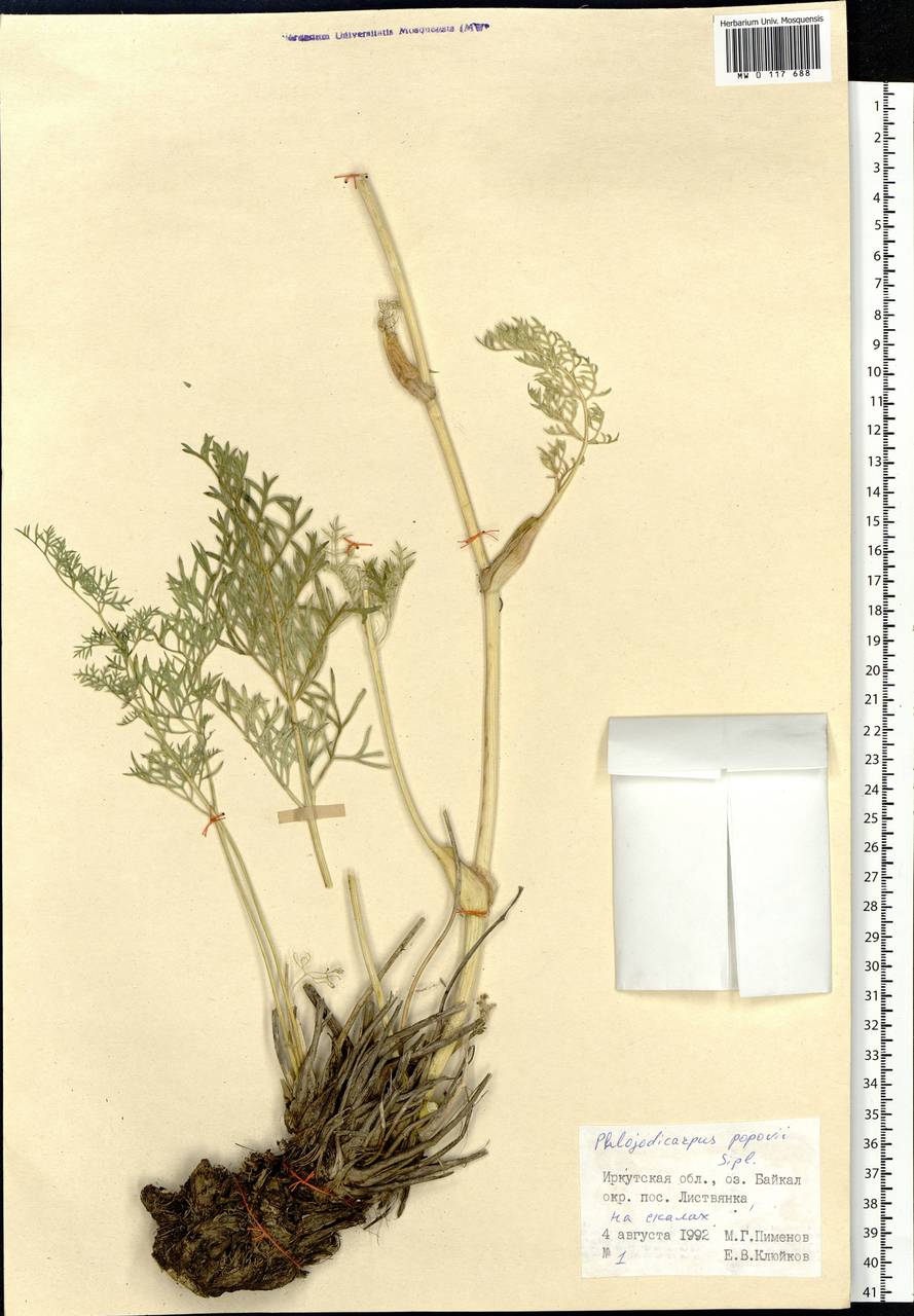 Phlojodicarpus sibiricus (Stephan ex Fisch.) Koso-Pol., Siberia, Baikal & Transbaikal region (S4) (Russia)