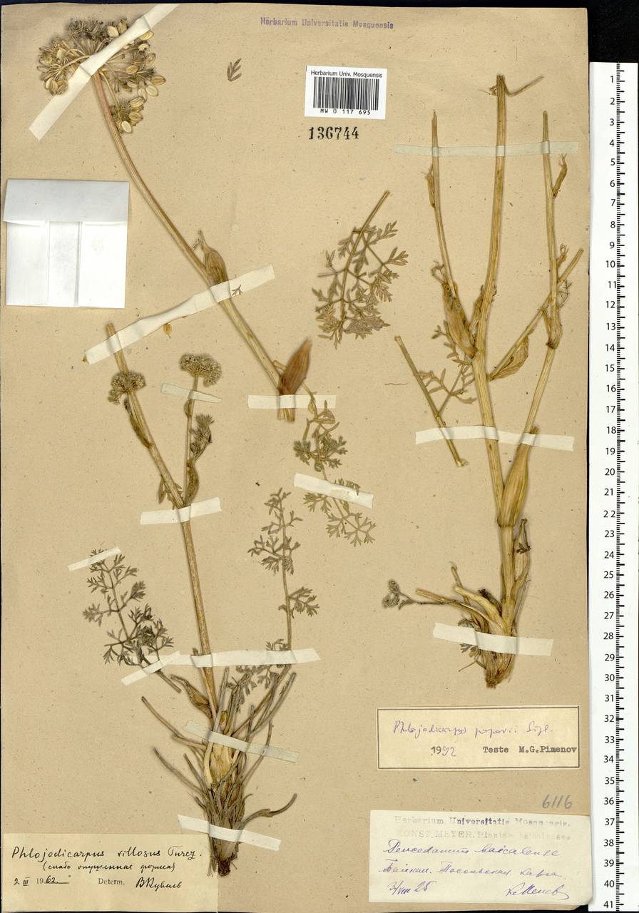 Phlojodicarpus sibiricus (Stephan ex Fisch.) Koso-Pol., Siberia, Baikal & Transbaikal region (S4) (Russia)
