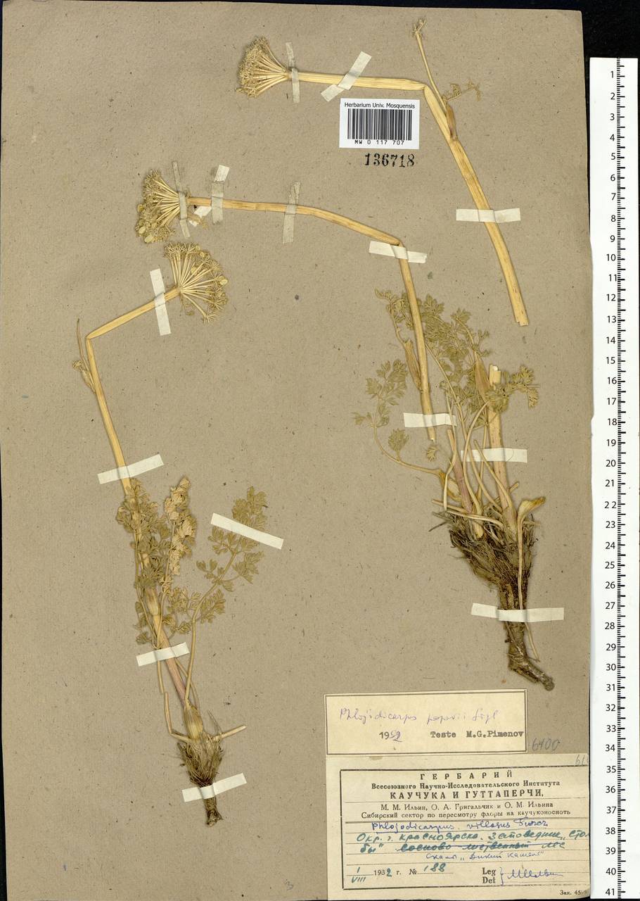Phlojodicarpus sibiricus (Stephan ex Fisch.) Koso-Pol., Siberia, Central Siberia (S3) (Russia)