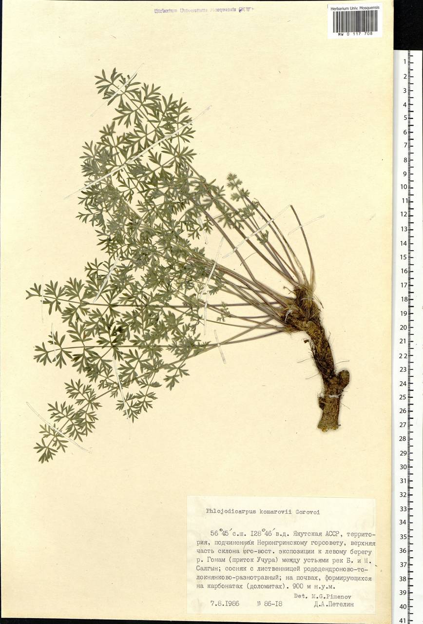 Phlojodicarpus sibiricus subsp. komarovii (Gorovoj) Vorosch., Siberia, Yakutia (S5) (Russia)