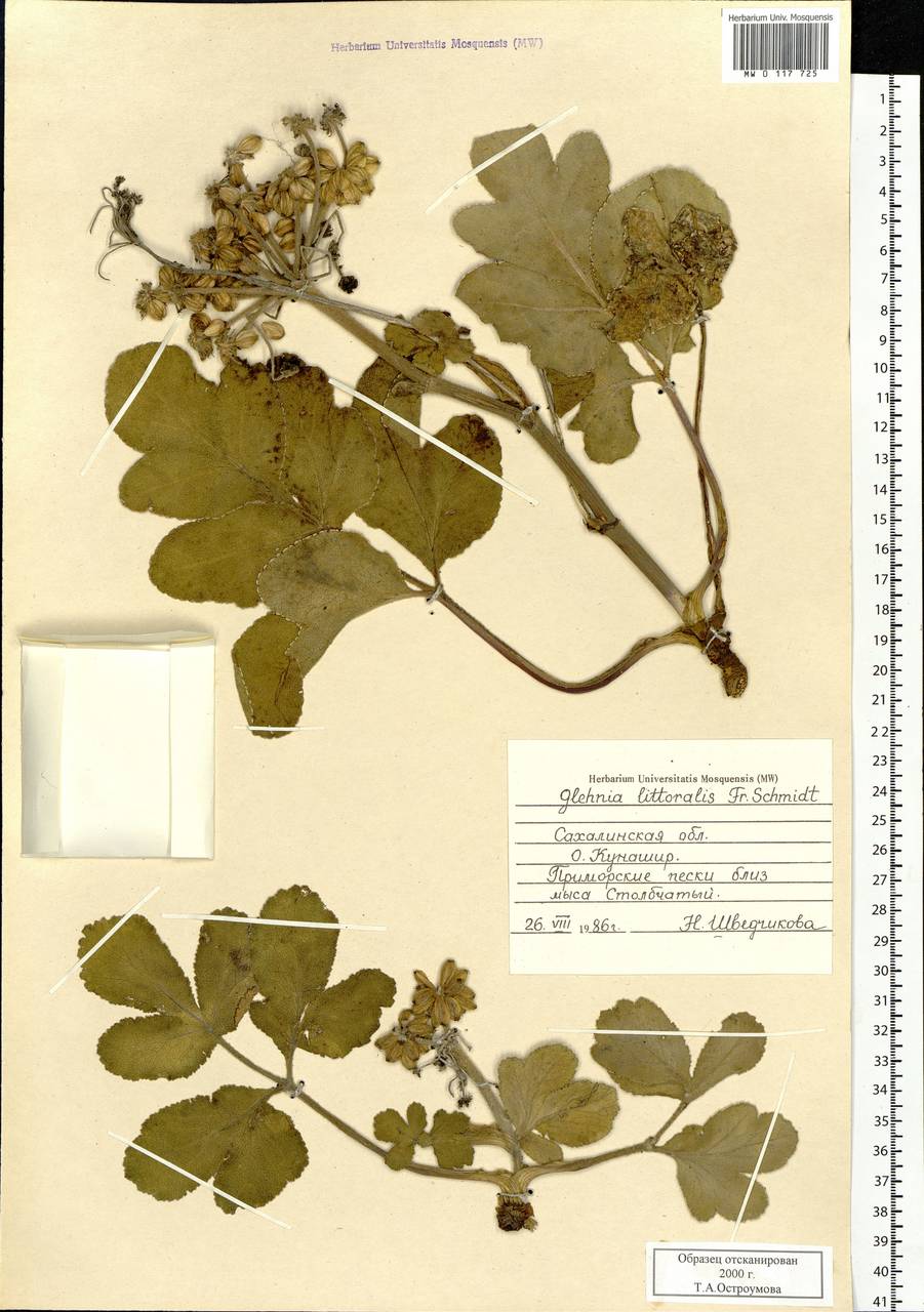 Glehnia littoralis (A. Gray) F. Schmidt ex Miq., Siberia, Russian Far East (S6) (Russia)